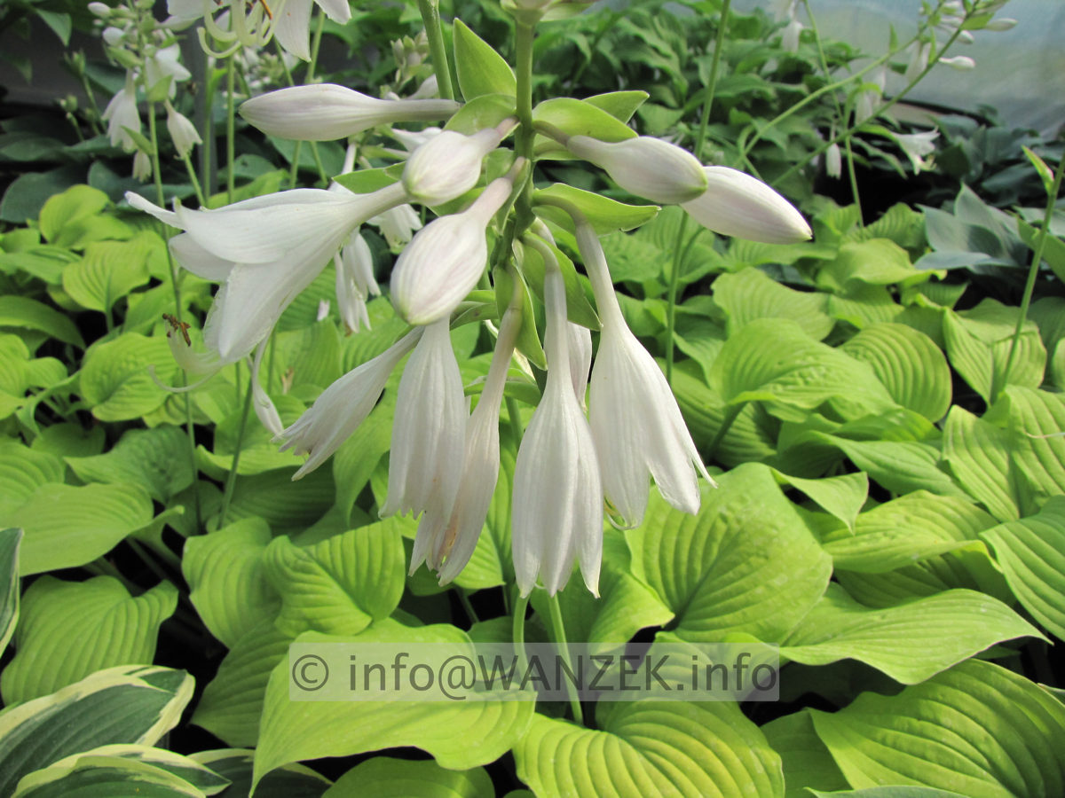 Hosta Hybride Piedmont Gold 04.JPG